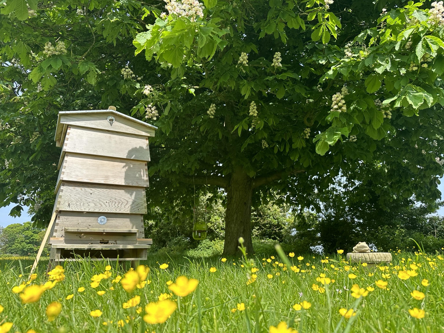 A hive among spring buttercups