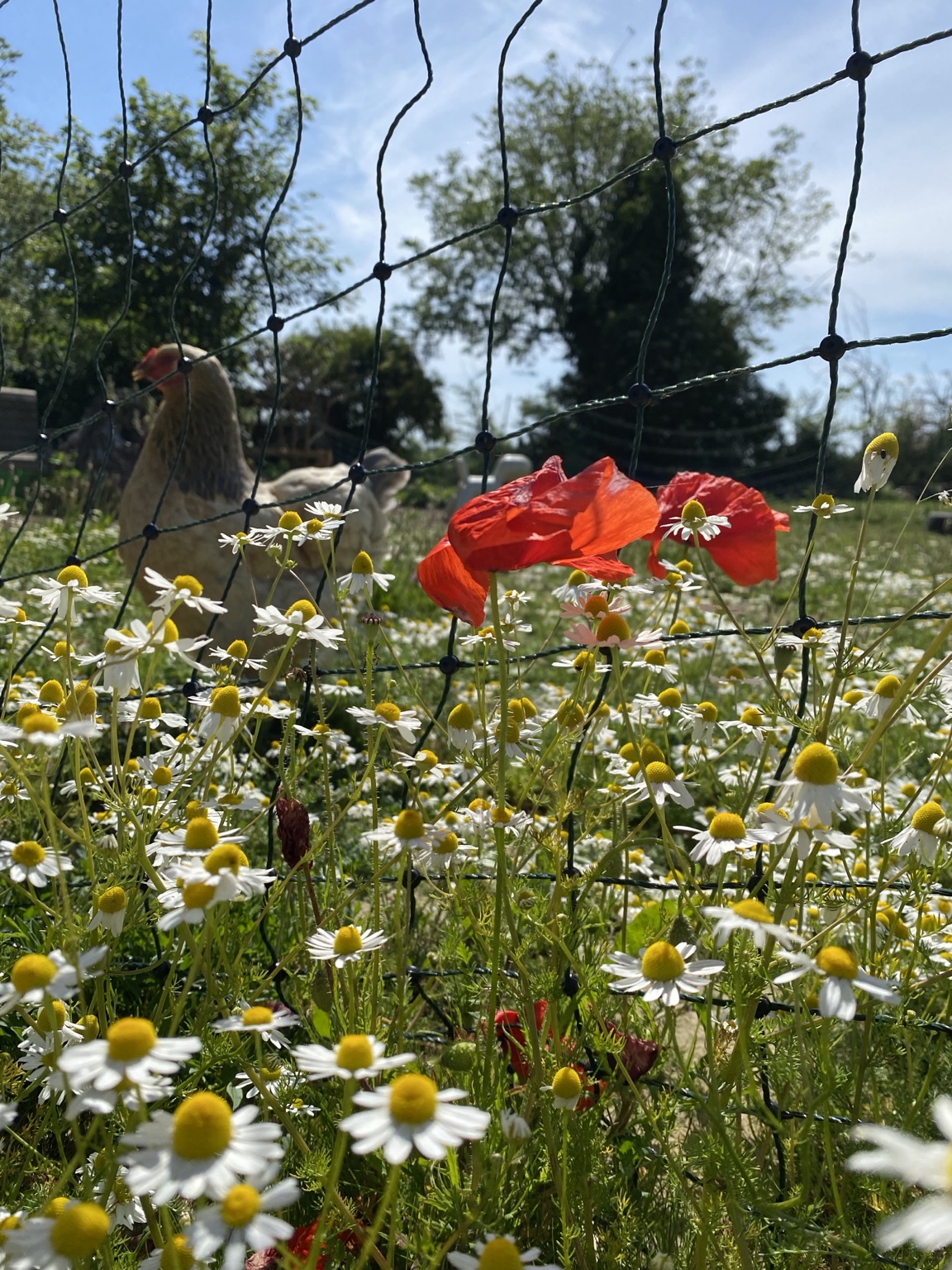 A small bird among the ox-eye daisies
