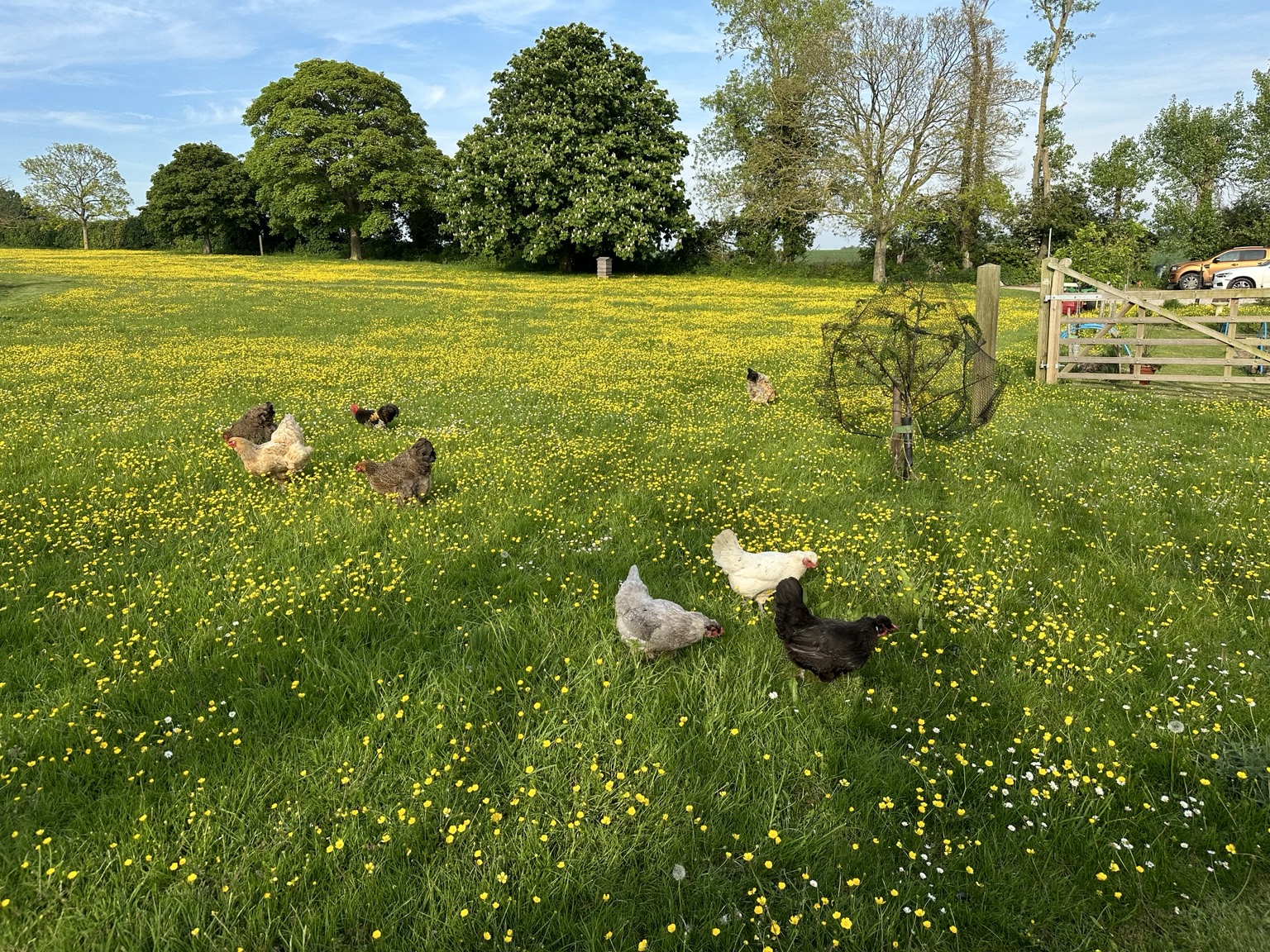 The Brahma chickens roaming the meadow