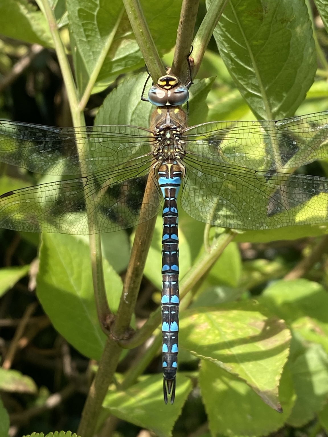 Dragonfly resting among the leaves