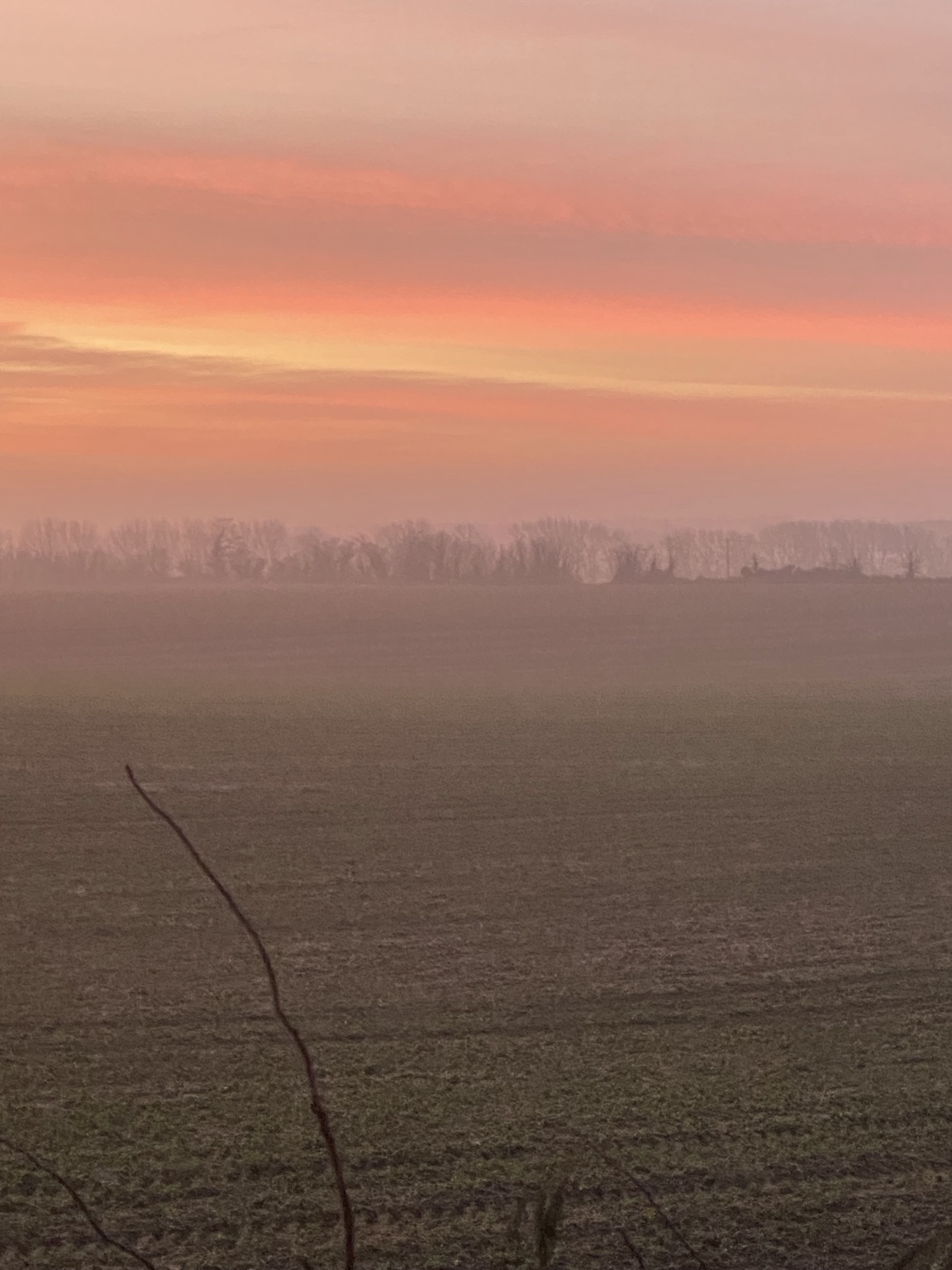 A misty pink dawn across the fields