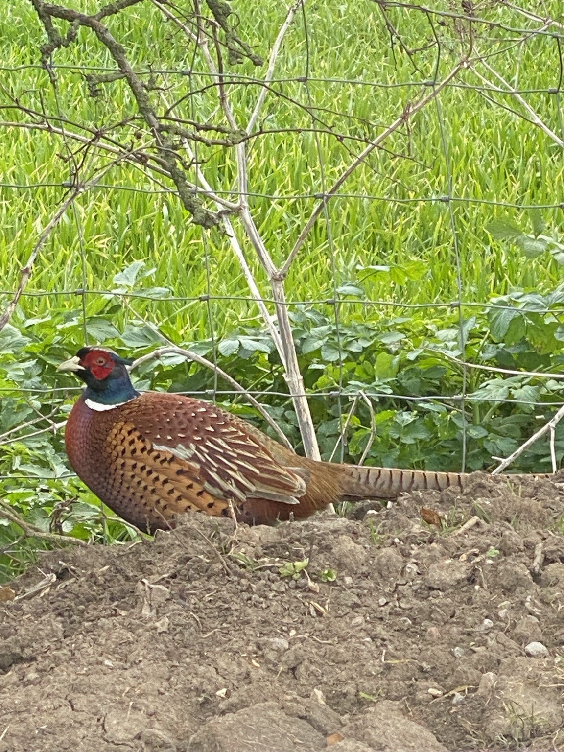 A pheasant visiting the grounds