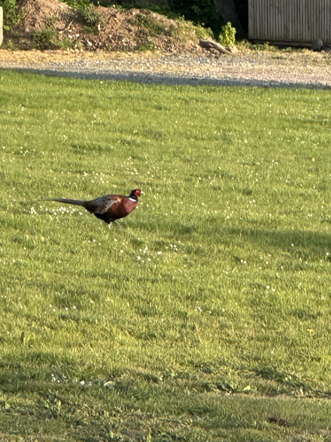 A pheasant crossing the lawn