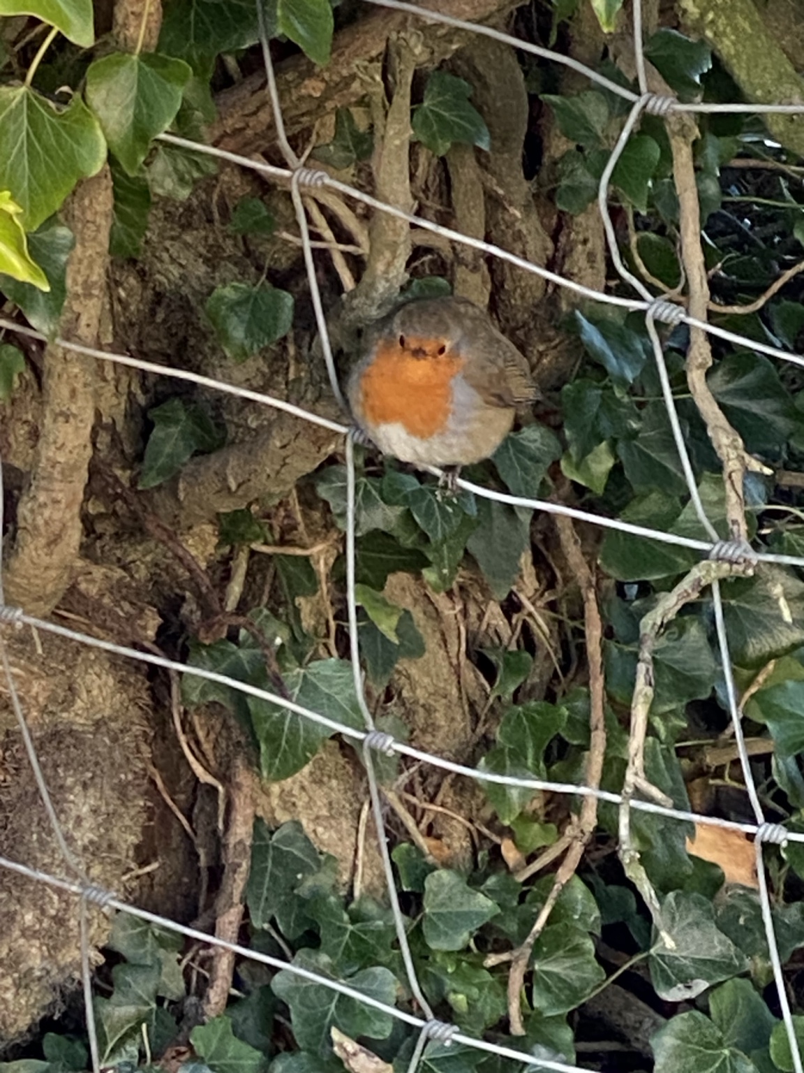 A robin in the garden