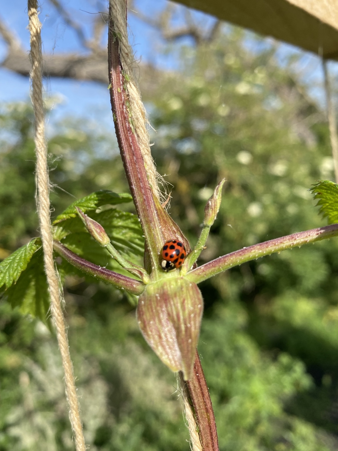 A tiny garden resident at the centre of its web