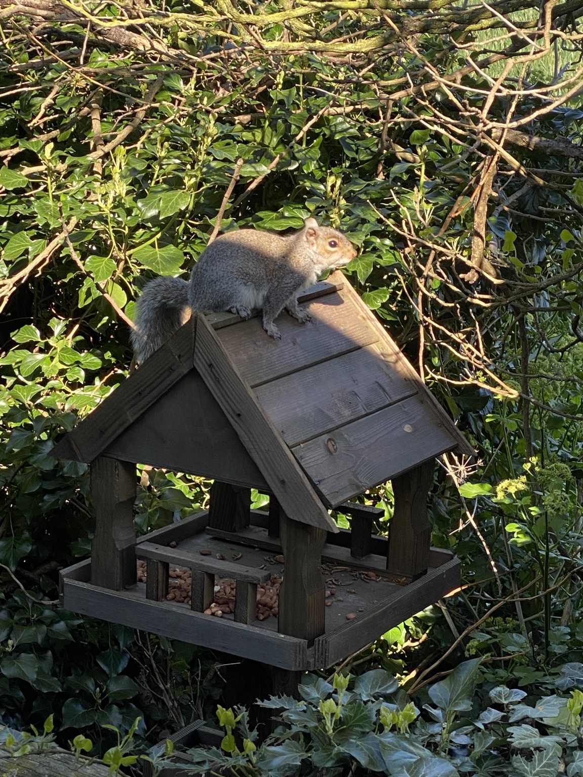 A curious squirrel at the feeder