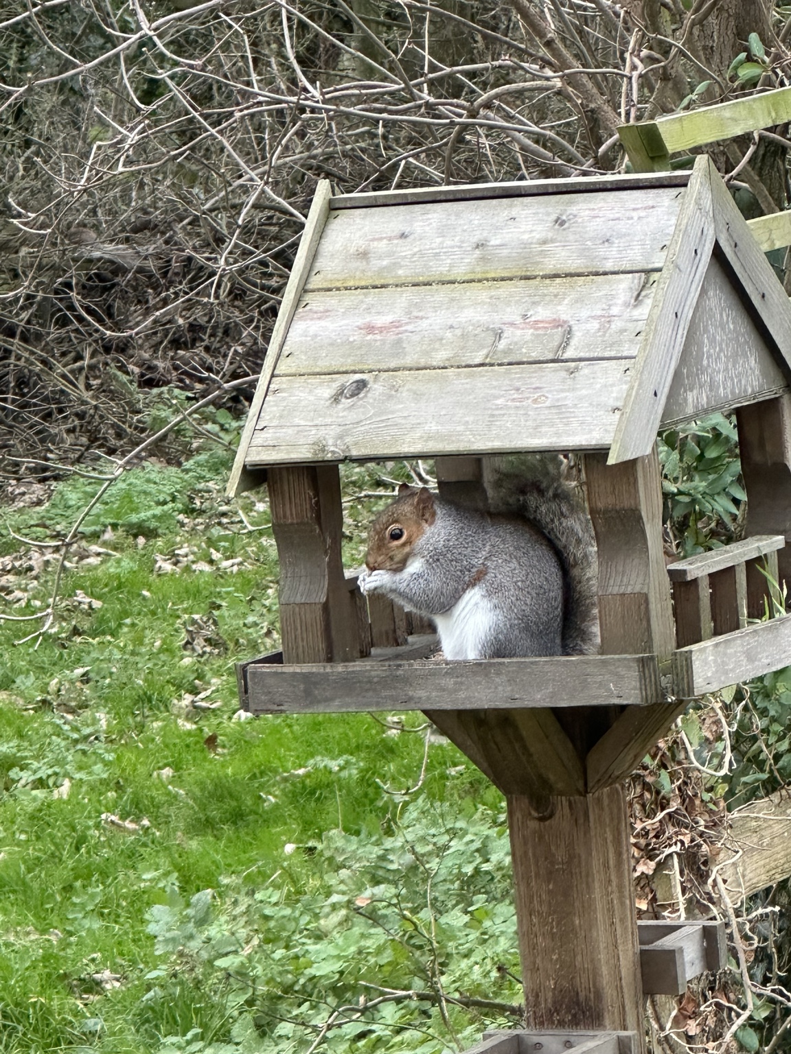 A squirrel making itself at home