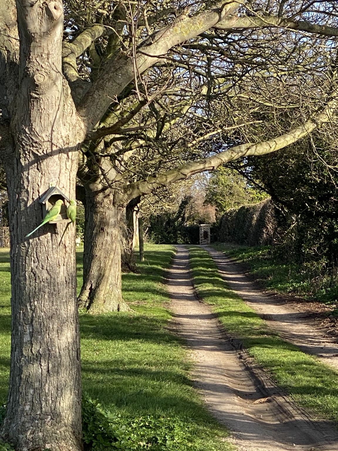 The tree-lined drive